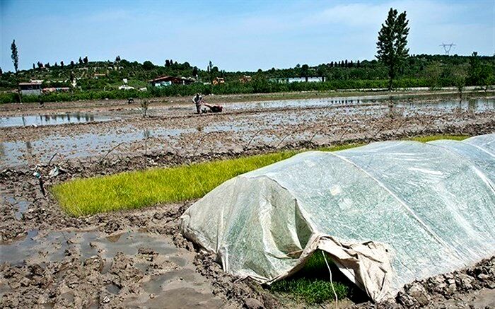 تصاویر/ بلایی که کم‌آبی سر شالیزارهای مازندران آورد!