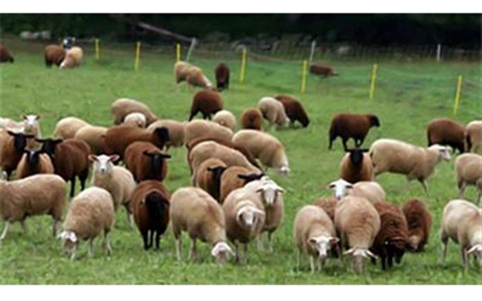 ۴۰ میلیون رأس دام در اردبیل پرورش داده می‌شود