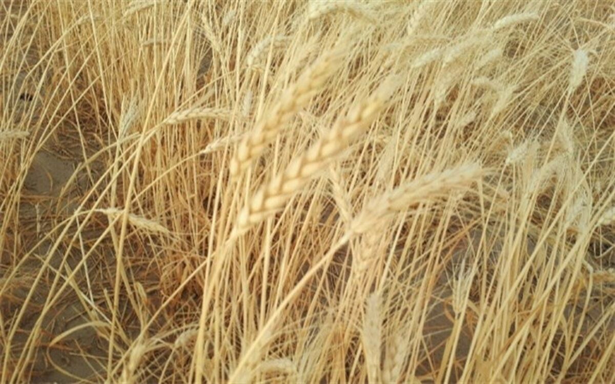 آغاز برداشت خوشه‌های طلایی گندم در نقطه صفر مرزی