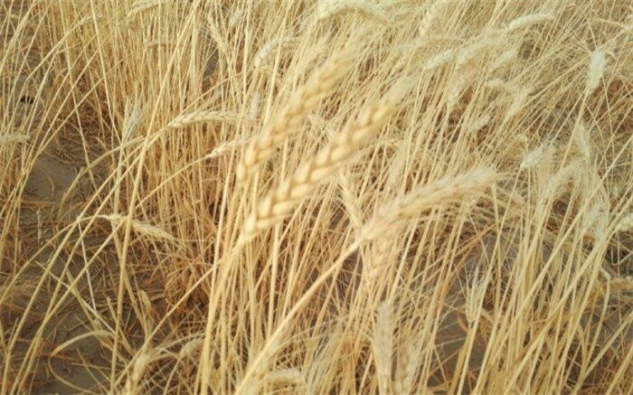 آغاز برداشت خوشه‌های طلایی گندم در نقطه صفر مرزی