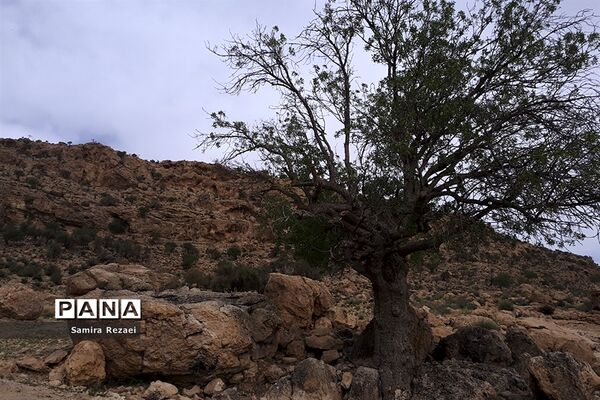 چشمه سرو نخودی رویای زندگی