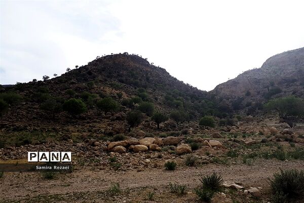 چشمه سرو نخودی رویای زندگی