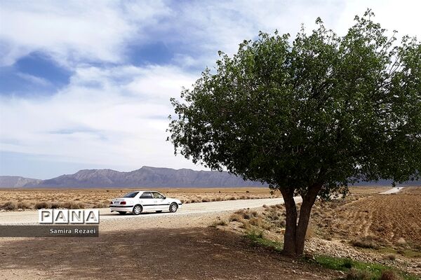 چشمه سرو نخودی رویای زندگی