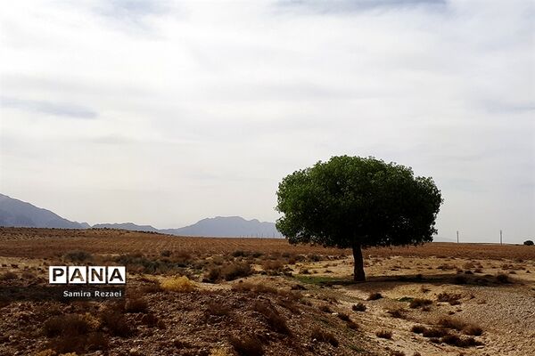 چشمه سرو نخودی رویای زندگی