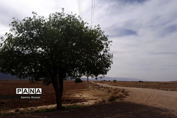 چشمه سرو نخودی رویای زندگی