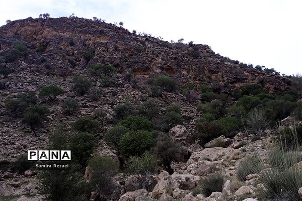 چشمه سرو نخودی رویای زندگی