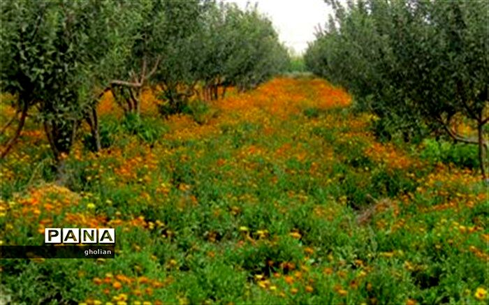 طرح احیای کلکسیون گیاهان دارویی شمالغرب کشور در استان اردبیل اجرا می‌شود