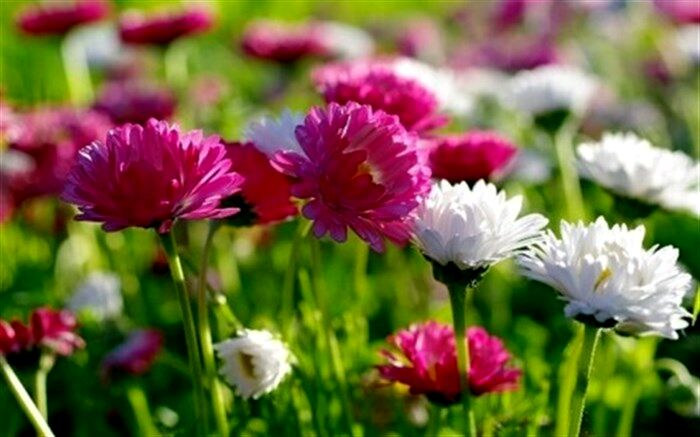 جشنواره ملی گل‌های داوودی در مهدی‌شهر برگزار می‌شود