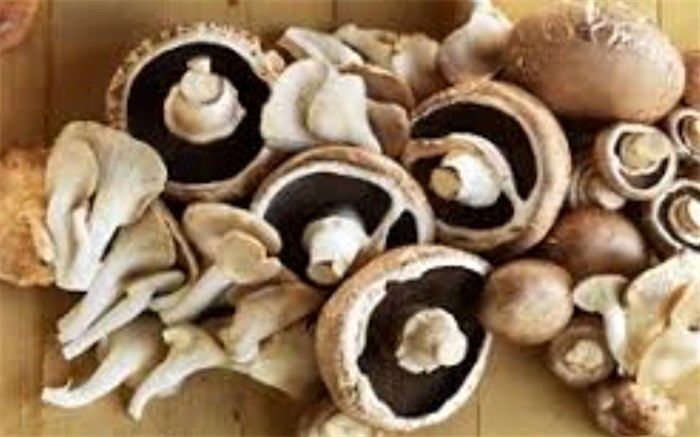 موردی از مسمومیت قارچی در زاهدان گزارش نشده است