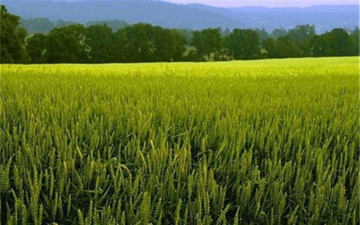بیش از ۳۰۵ هزار هکتار از اراضی اردبیل زیر کشت گندم رفت
