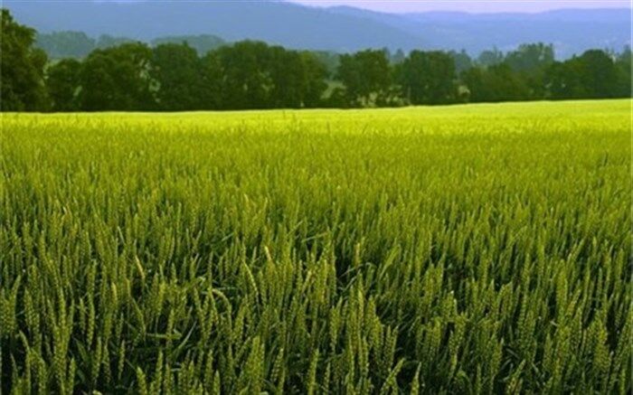 بیش از ۳۰۵ هزار هکتار از اراضی اردبیل زیر کشت گندم رفت