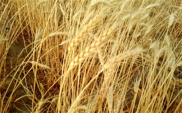 ۸۷ هزار تن گندم امسال در مهاباد تولید می شود