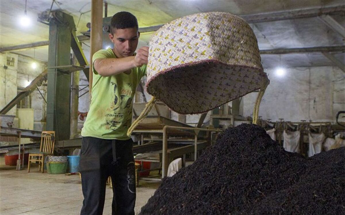 اقبال مصرف کنندگان داخلی به چای ایرانی افزایش یافته است