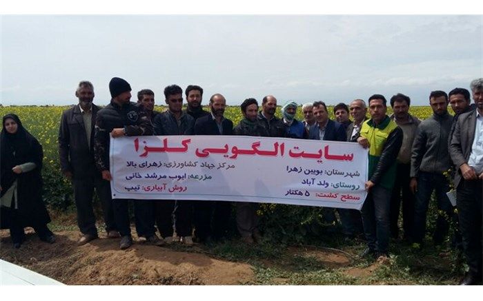 کلزا کاران بوئین زهرایی با روش های نوین کلزا در مزارع کشاورزی آشنا شدند