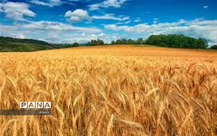 قیمت تضمینی محصول گندم در سال جاری تعیین شد
