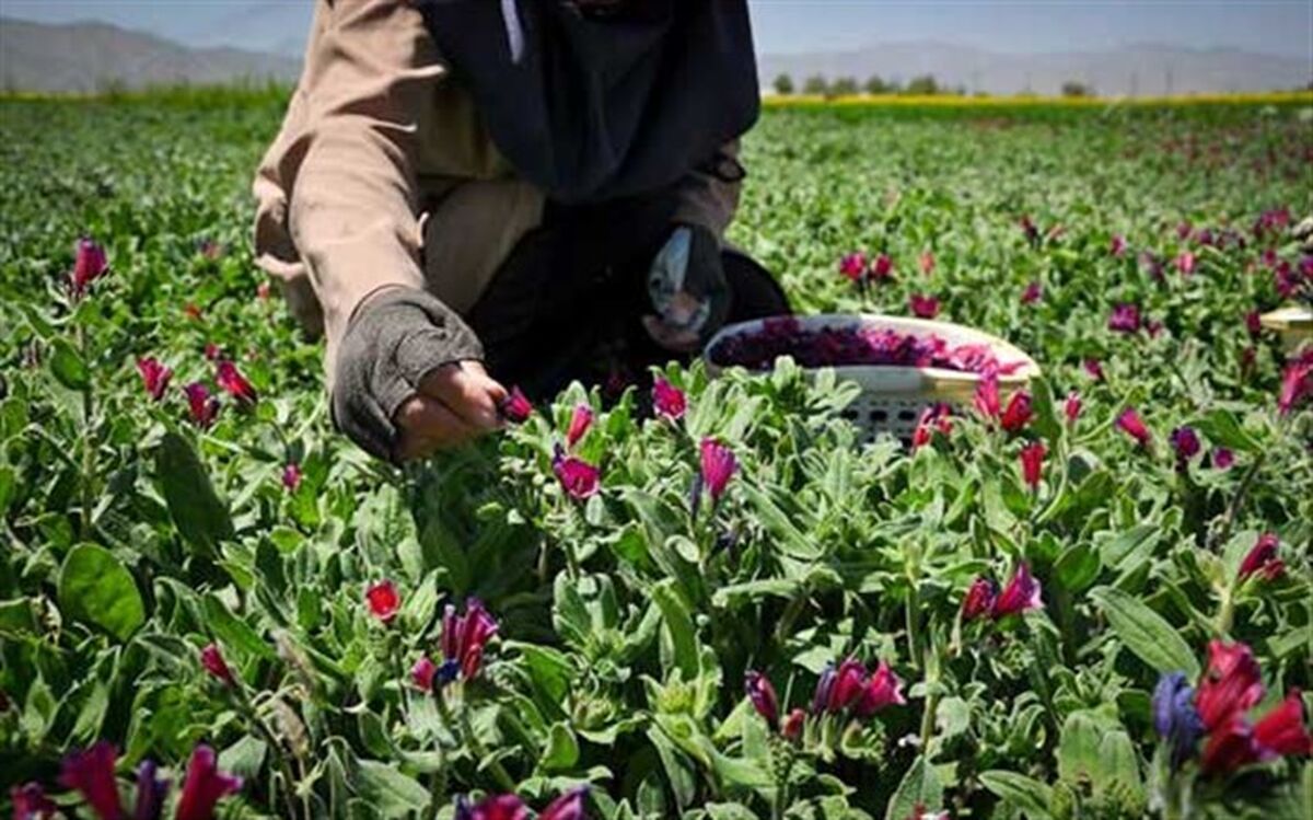۸۵ هکتار از اراضی شهرستان نظرآباد زیر کشت گیاهان دارویی  قرار دارد
