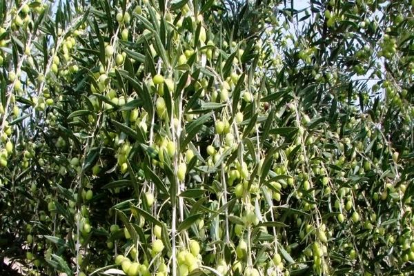  از باغ تا بازار با چالش خشکسالی 