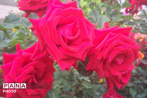 گل‌های زیبای بهاری