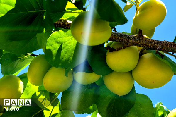 برداشت زردآلو در باغات سورمق