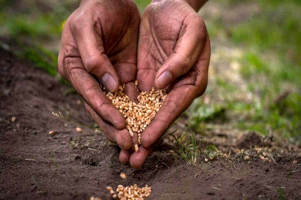 جادوی بمب سبز، سمبل امید در دلِ خاک