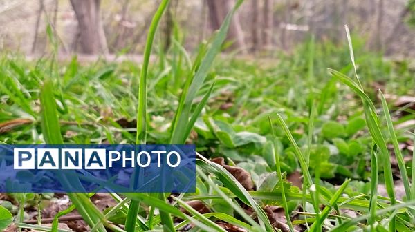 آوای گوش‌نواز بهار در طبیعت شهرستان‌بن