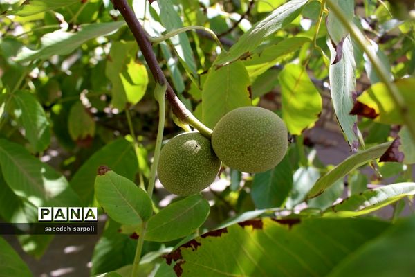 برداشت گردو و عناب در شهرستان بیرجند
