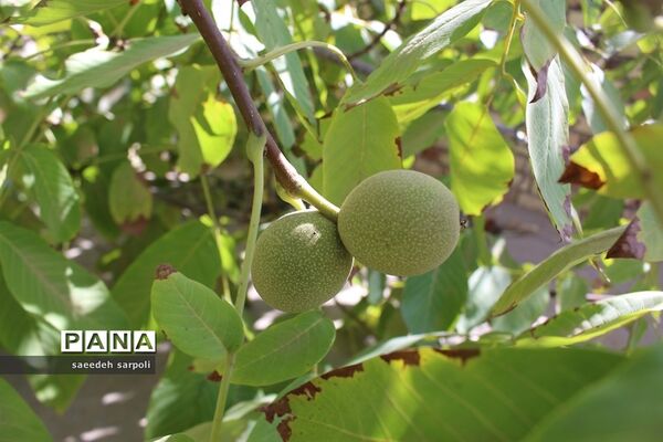 برداشت گردو و عناب در شهرستان بیرجند