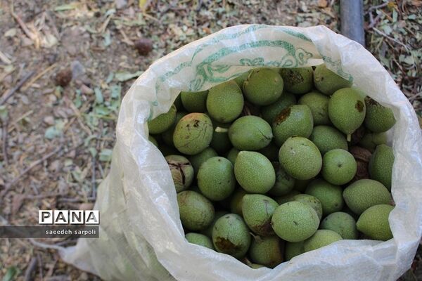 برداشت گردو و عناب در شهرستان بیرجند