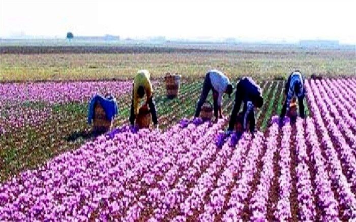 بورس کالا قرارداد آتی «زعفران پوشال معمولی» را عملیاتی کرد