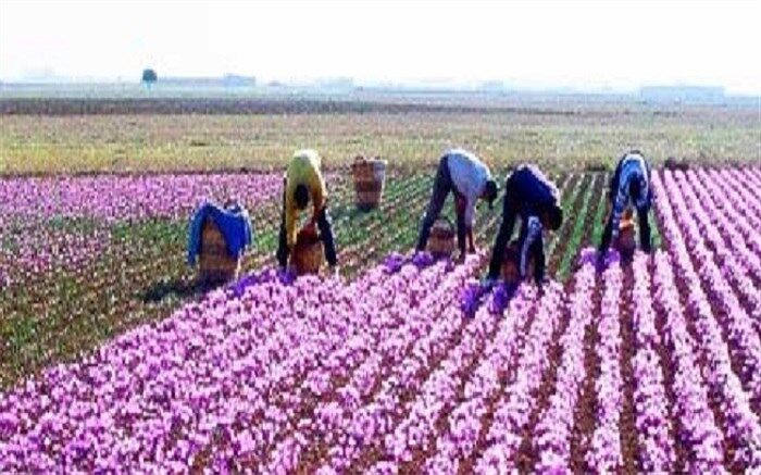 بورس کالا قرارداد آتی «زعفران پوشال معمولی» را عملیاتی کرد