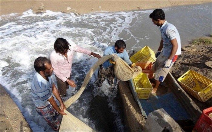 چرخه کامل میگو در شهرستان گمیشان تکمیل می‌شود