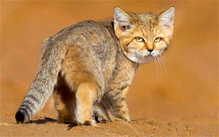 زادآوری گربه شنی در منطقه  حفاظت شده مظفری فردوس –خراسان جنوبی