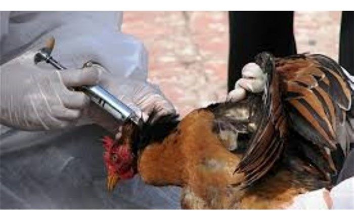 مدیرکل دامپزشکی آذربایجان شرقی: آذربایجان شرقی عاری از بیماری آنفلوآنزای پرندگان است