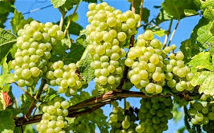 پیش بینی برداشت ۲۶ هزار تن انگور در میاندوآب