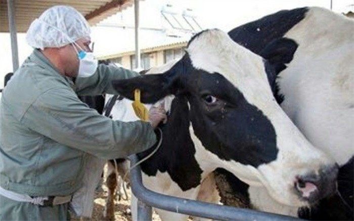 واکسینه شدن پانصد هزار راس دام در شهرستان ری