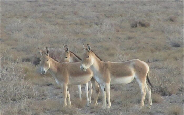 عذرخواهی مدیرکل محیط زیست استان سمنان برای قصور در انتقال گورخر ایرانی