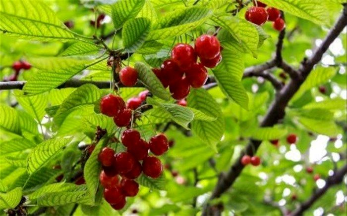 کسب مقام برتر کشوری طرح خود اتکایی دبیرستان فارابی ازنا لرستان