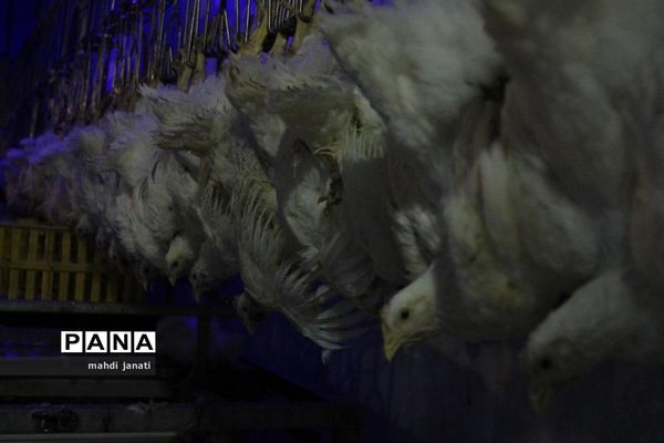 بازدید خبرنگاران از کشتارگاه صنعتی مرغ بهاران