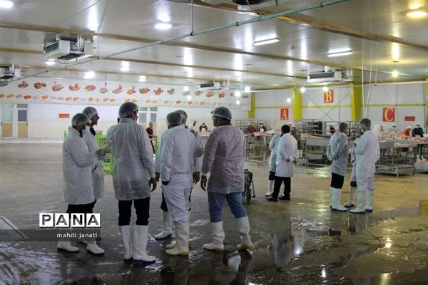 بازدید خبرنگاران از کشتارگاه صنعتی مرغ بهاران