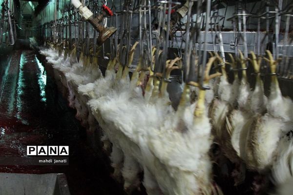 بازدید خبرنگاران از کشتارگاه صنعتی مرغ بهاران