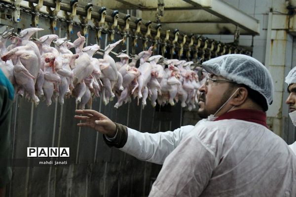 بازدید خبرنگاران از کشتارگاه صنعتی مرغ بهاران