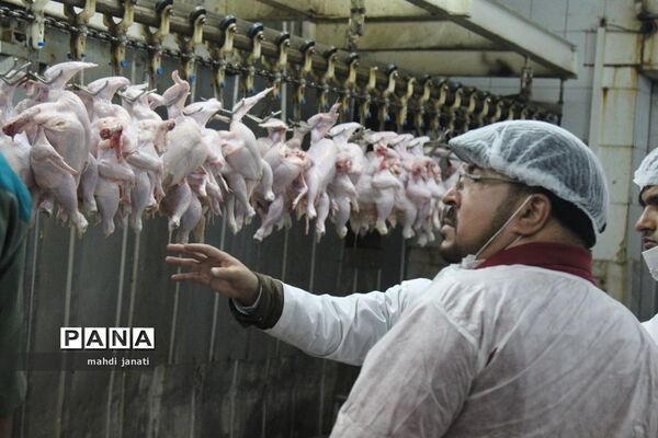 بازدید خبرنگاران از کشتارگاه صنعتی مرغ بهاران