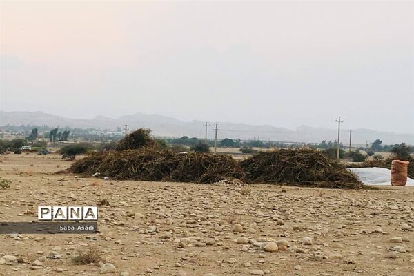برداشت کنجد در گله دار