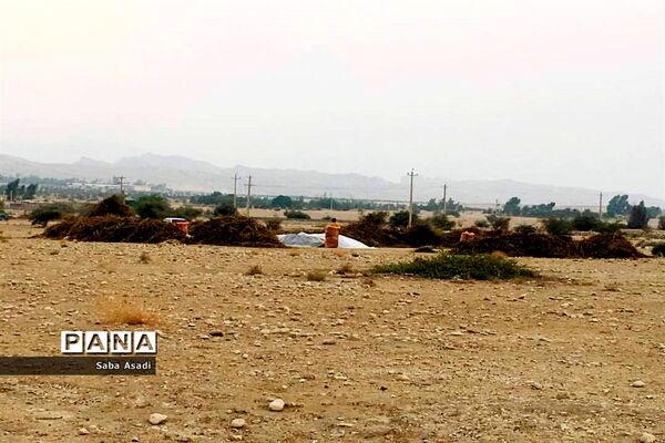 برداشت کنجد در گله دار