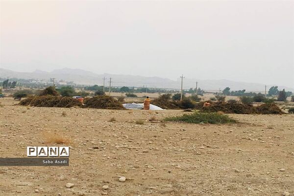 برداشت کنجد در گله دار