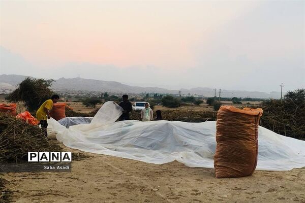 برداشت کنجد در گله دار