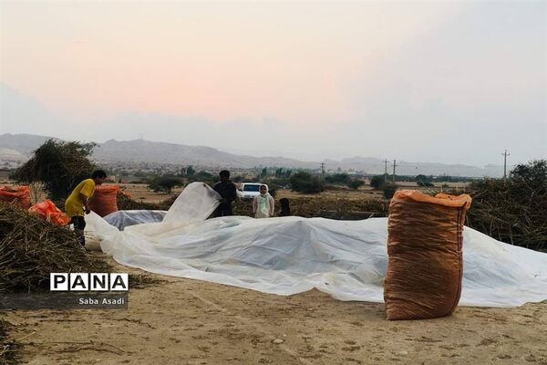 برداشت کنجد در گله دار