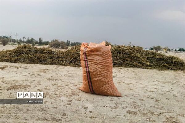 برداشت کنجد در گله دار