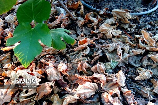 طبیعت پاییزی لامِرد فارس