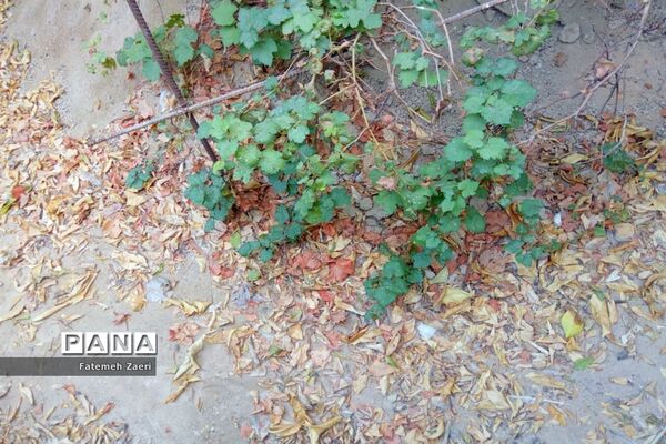 طبیعت پاییزی لامِرد فارس